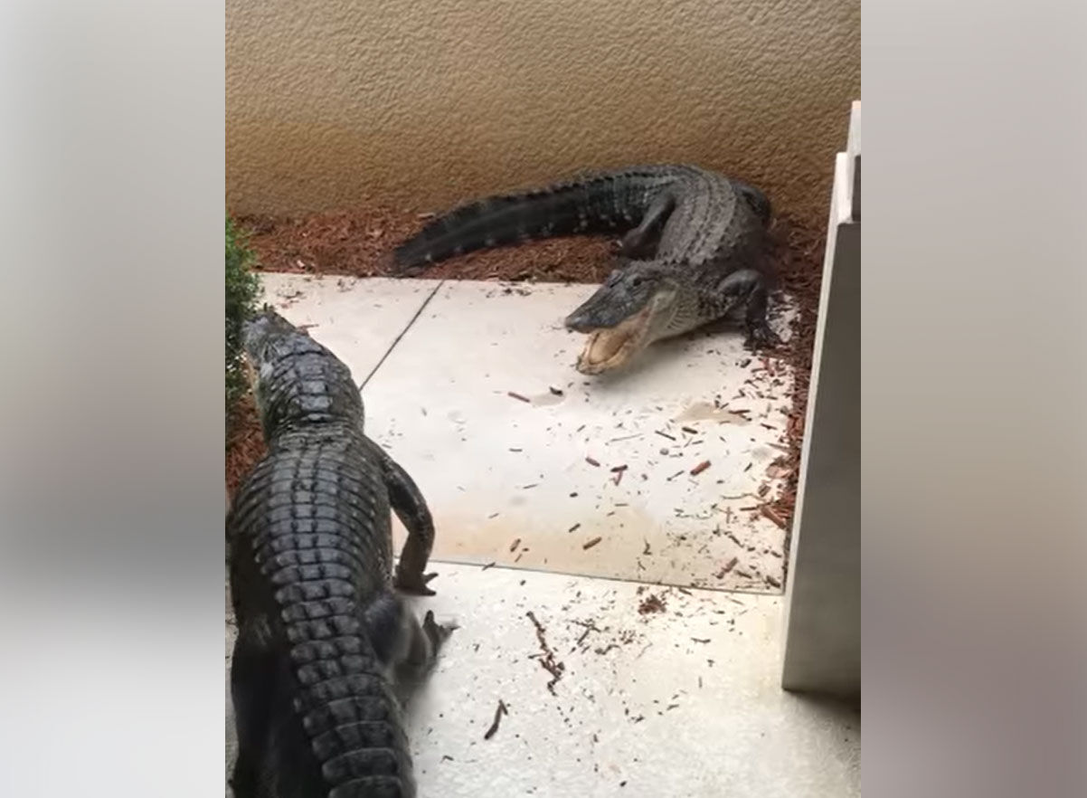 Gators
